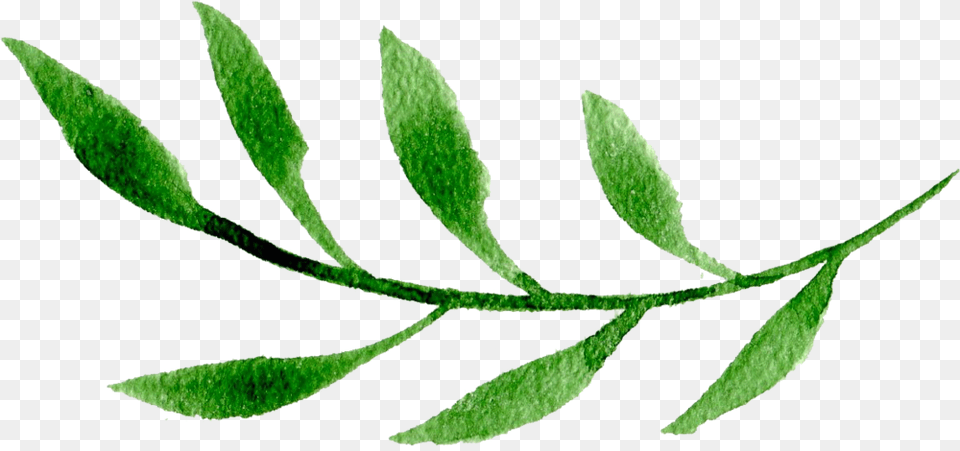 Green Leaf Two Illustration, Herbal, Herbs, Plant, Tree Free Transparent Png