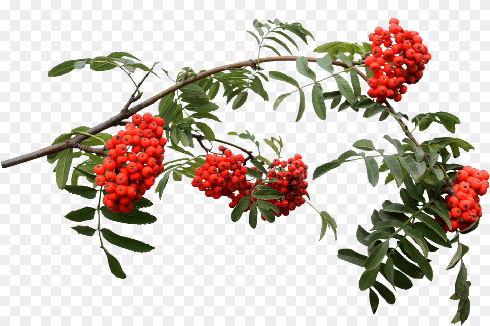 Green Leaf Vine With Fruit Rowan, Plant, Tree, Food, Produce Free Png Download