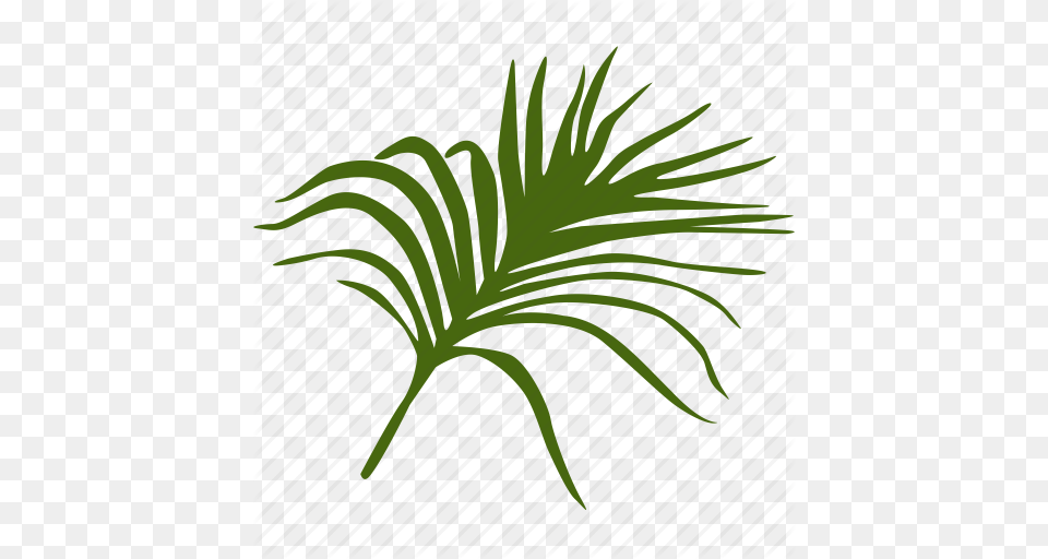 Green Leafes Leave Palm Tree Tropical Icon, Fern, Leaf, Plant, Grass Png Image