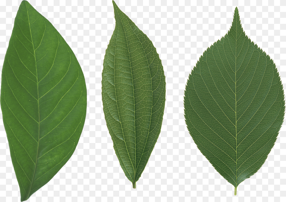 Green Leaves Png