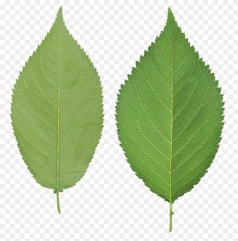 Green Leaves Png Image