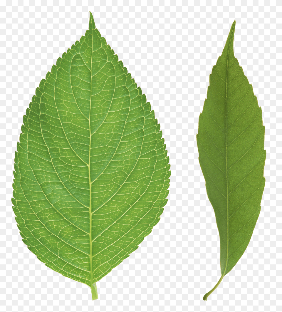 Green Leaves Free Transparent Png