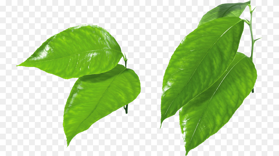 Green Leaves, Leaf, Plant, Flower Png