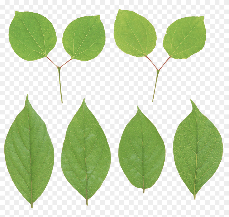 Green Leaves Png Image