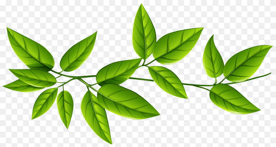 Green Leaves, Herbal, Herbs, Leaf, Plant Free Transparent Png