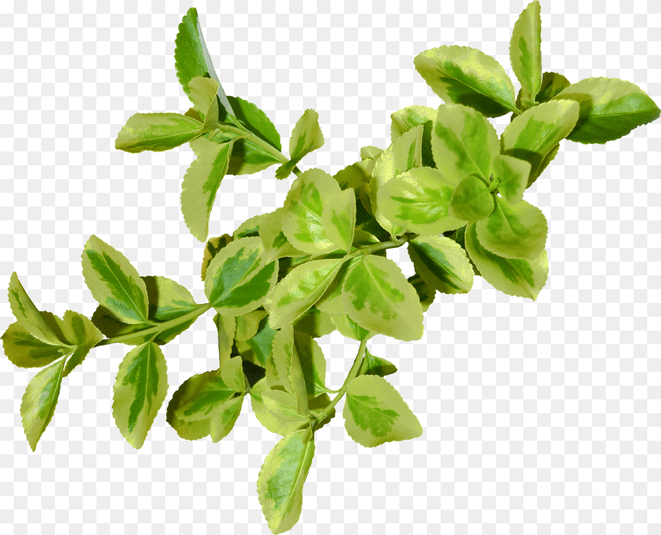 Green Leaves, Herbal, Herbs, Leaf, Plant Png Image