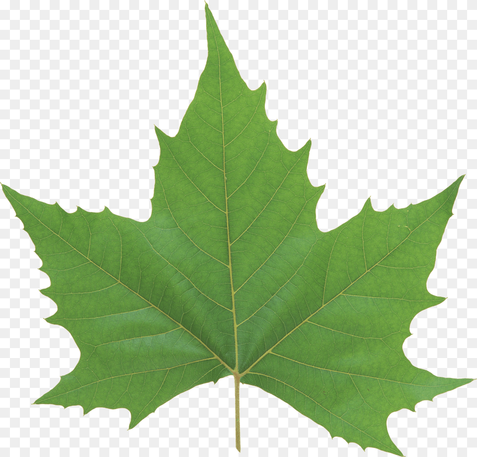 Green Leaves, Leaf, Oak, Plant, Sycamore Free Png Download