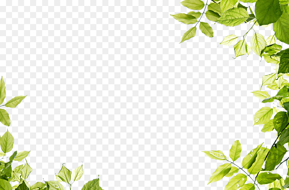 Green Leaves, Leaf, Plant, Vegetation, Vine Free Transparent Png