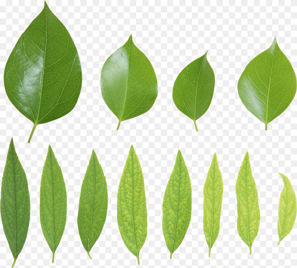 Green Leaves, Leaf, Plant Png