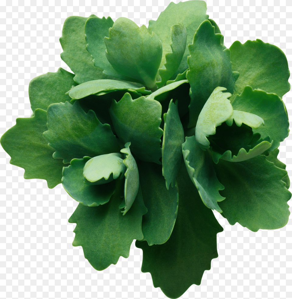 Green Leaves Png Image