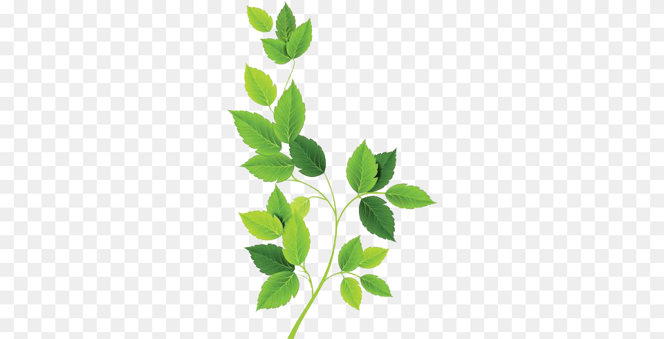 Green Leaves, Leaf, Plant, Herbal, Herbs Png Image