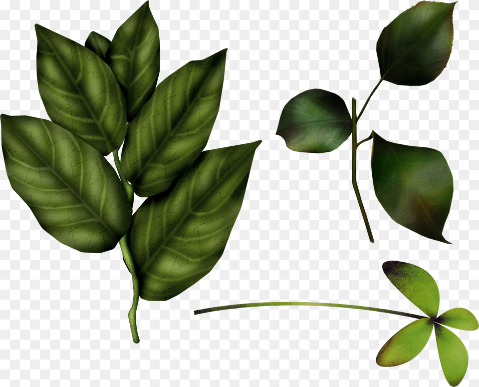 Green Leaves, Herbal, Herbs, Leaf, Plant Png