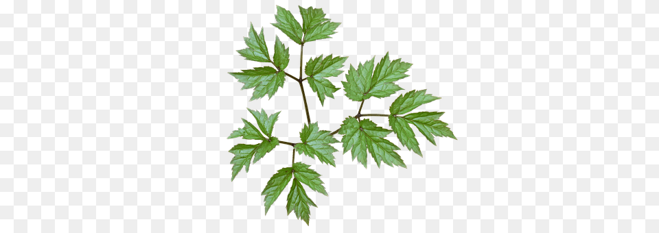 Green Leaves Leaf, Plant, Tree, Herbs Free Transparent Png