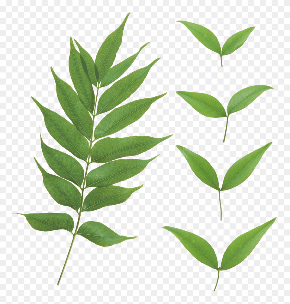 Green Leaves, Herbal, Herbs, Leaf, Plant Free Png Download