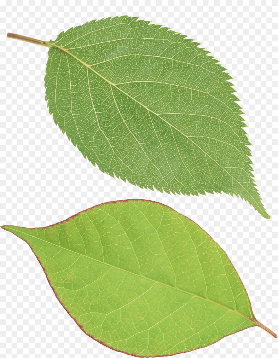 Green Leaves Free Transparent Png