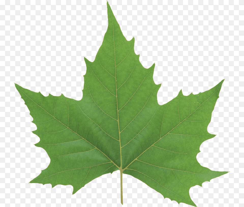 Green Leaves, Leaf, Oak, Plant, Sycamore Free Png Download