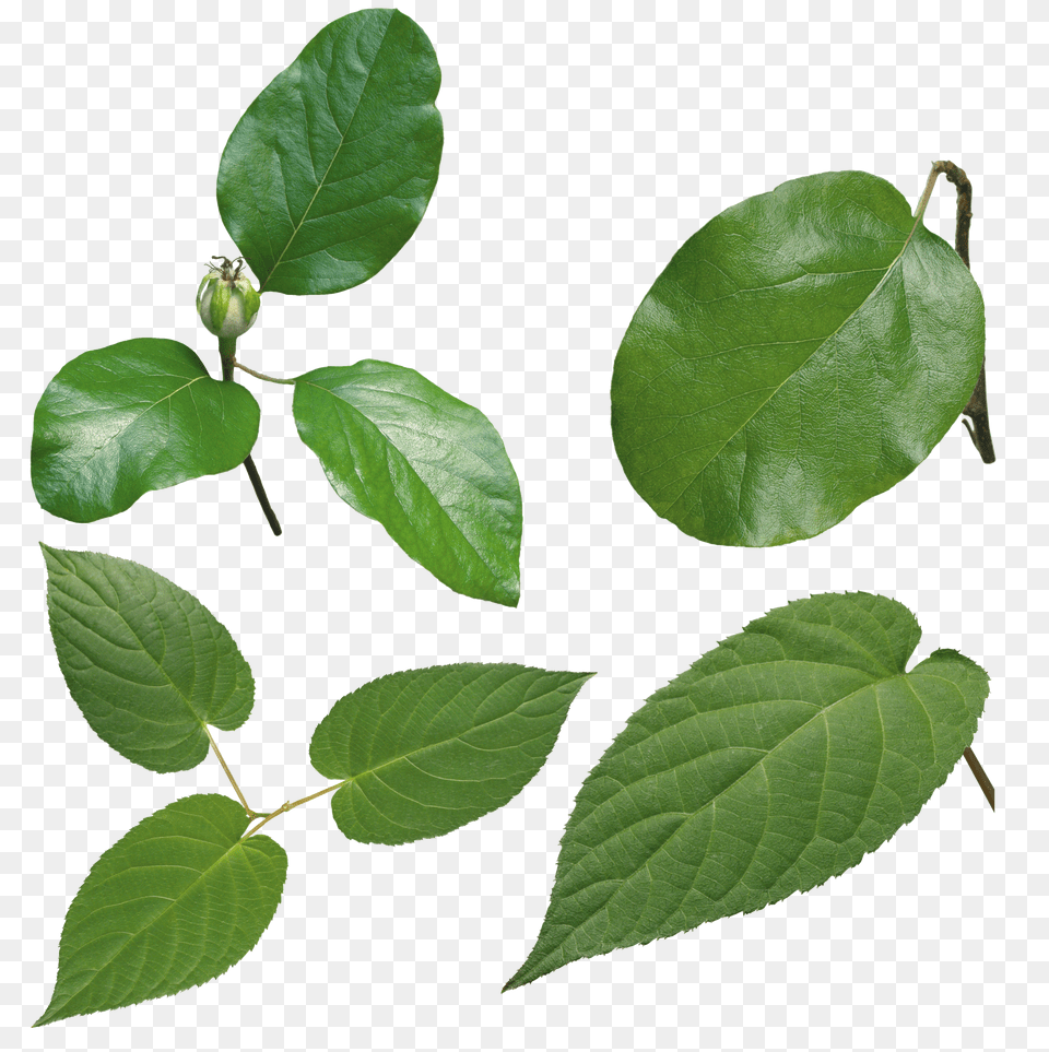 Green Leaves Free Png
