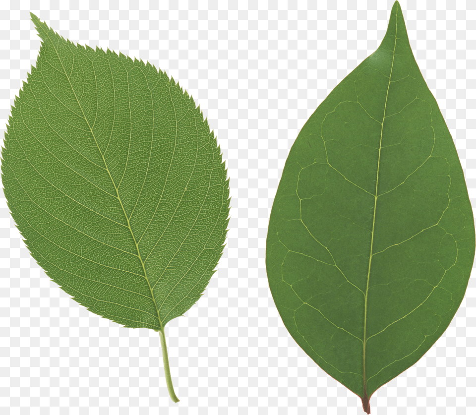 Green Leaves Free Png Download