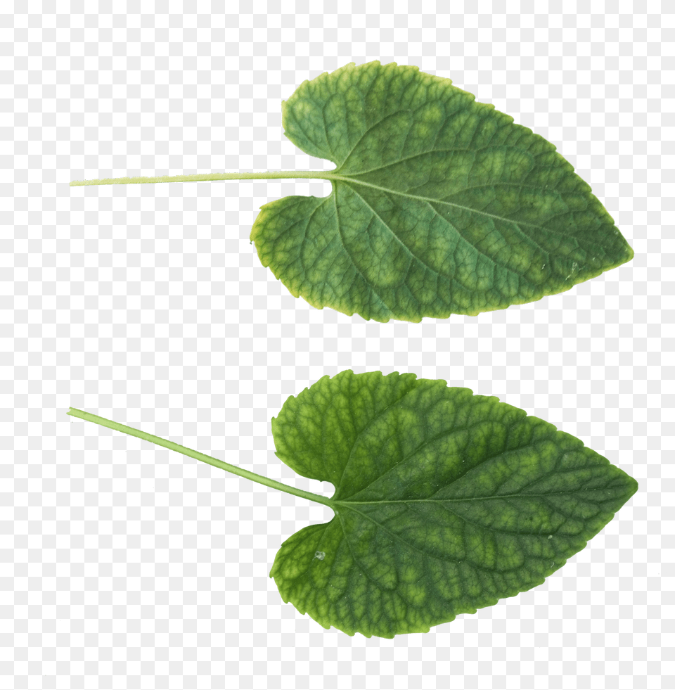 Green Leaves, Herbal, Herbs, Leaf, Plant Free Png Download