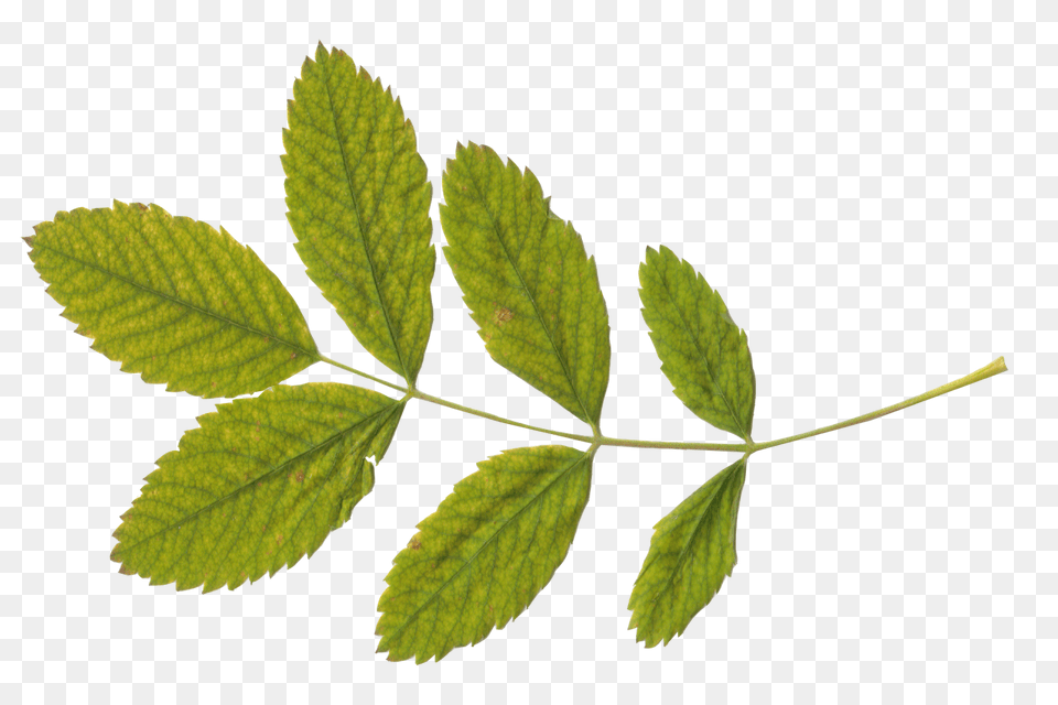 Green Leaves, Leaf, Plant, Tree Free Png Download