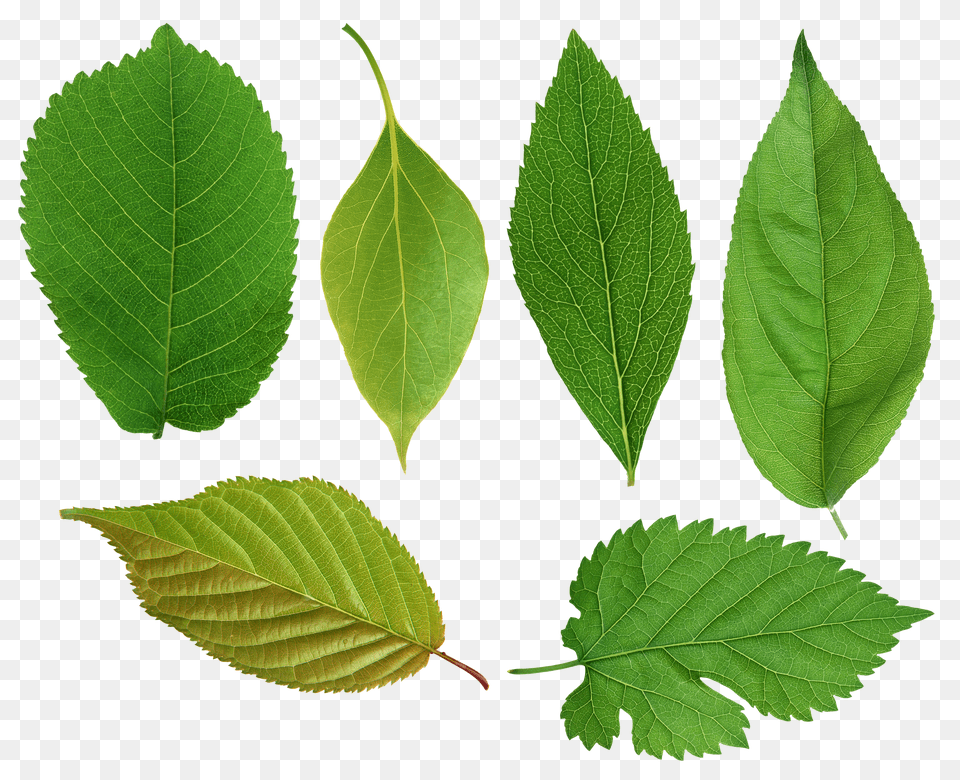 Green Leaves Free Transparent Png