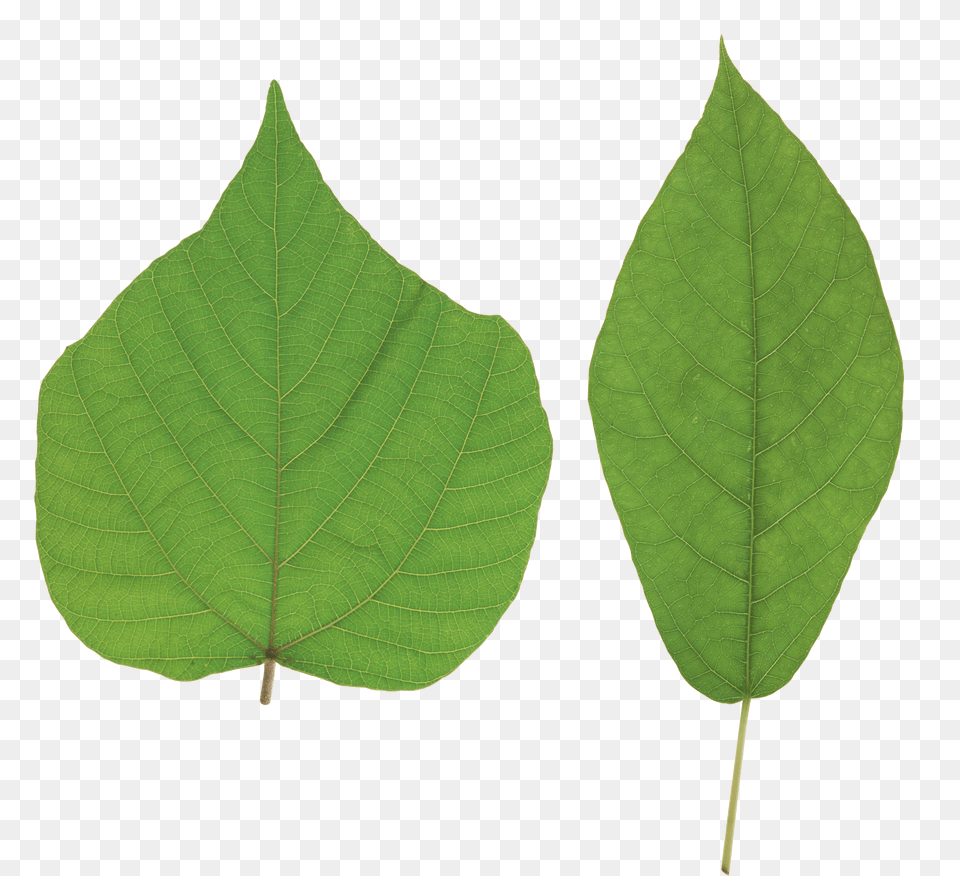 Green Leaves Free Png Download