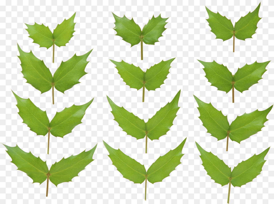 Green Leaves, Leaf, Plant, Tree Free Png Download