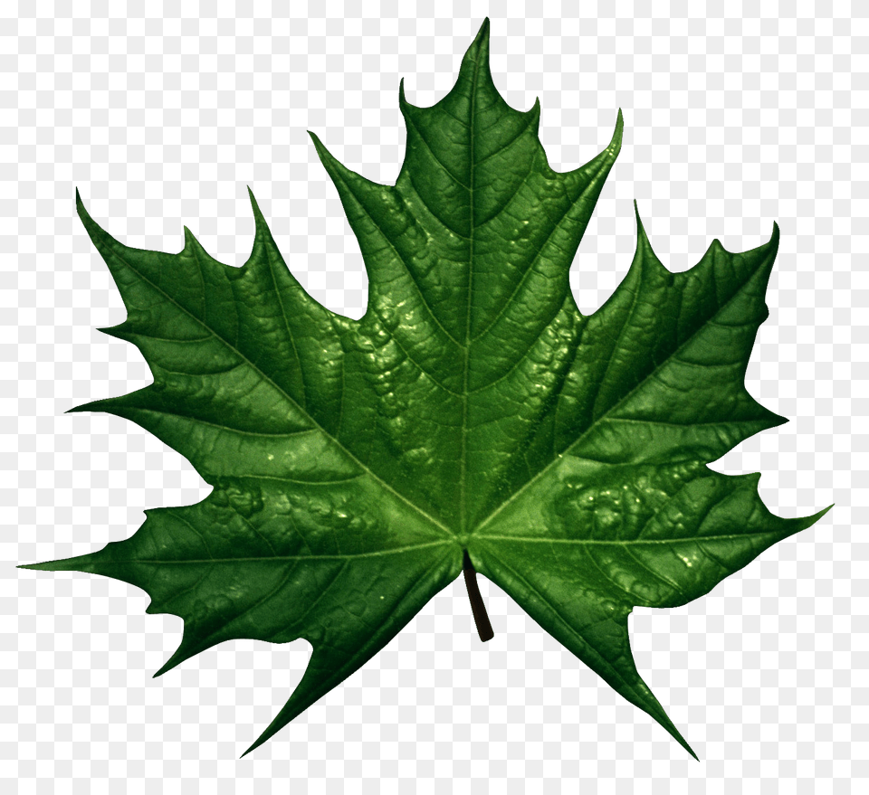 Green Leaves, Leaf, Plant, Tree, Maple Leaf Png Image
