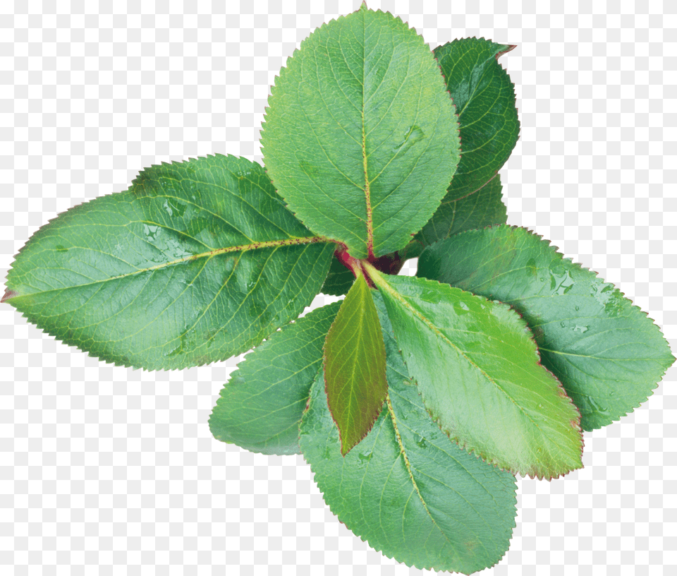 Green Leaves Free Png Download