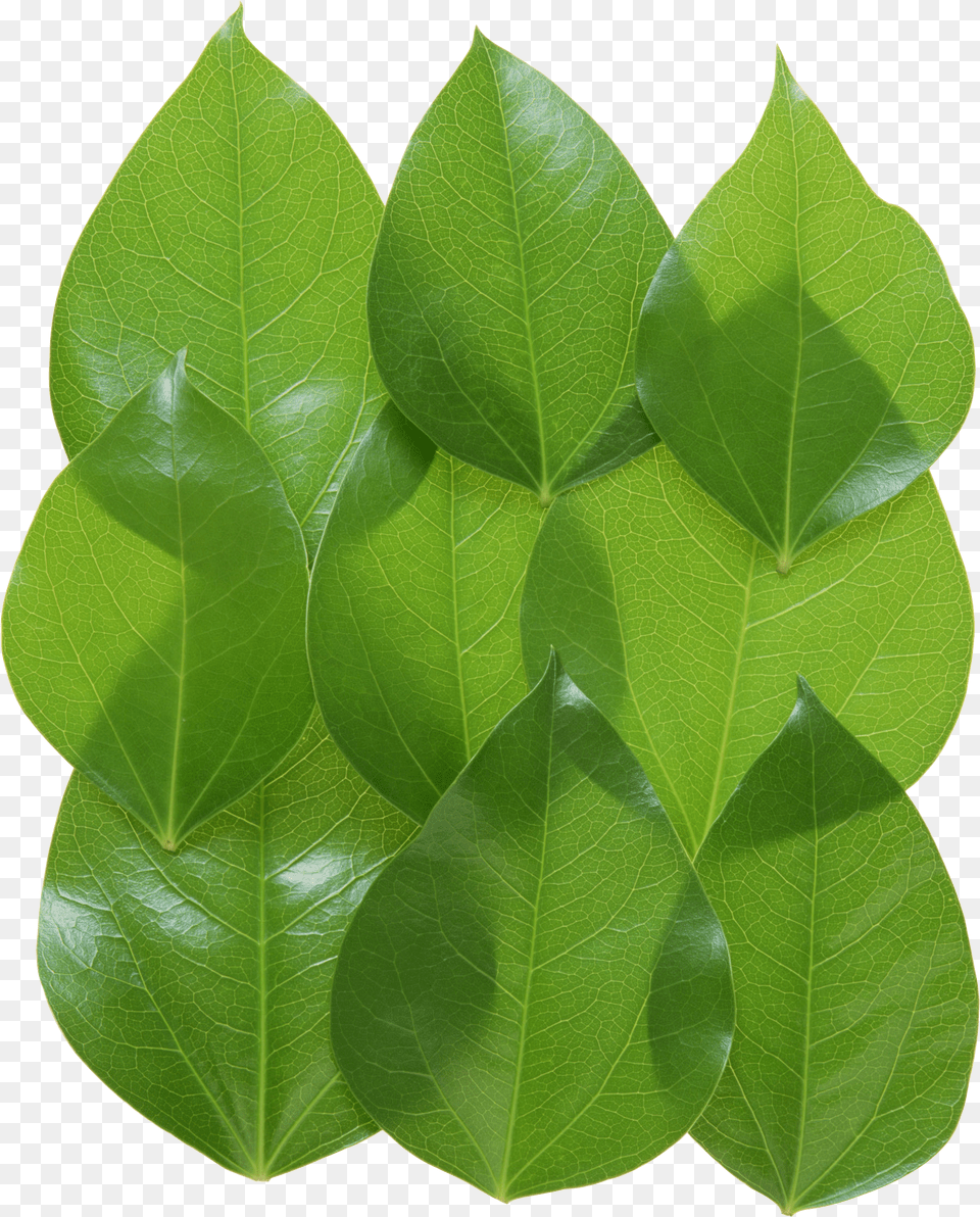 Green Leaves Png