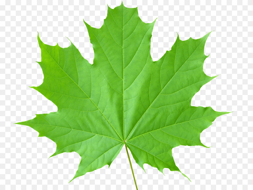 Green Leaves, Leaf, Plant, Tree, Maple Free Png Download