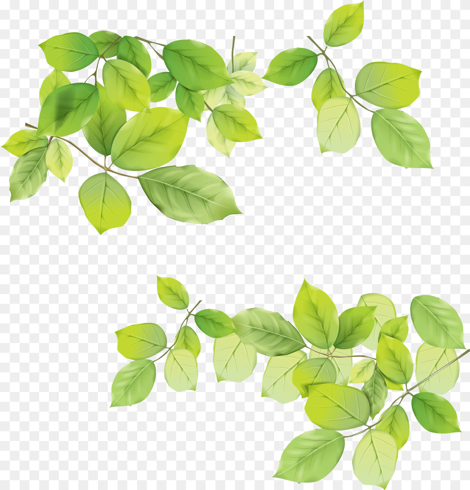 Green Leaves, Herbal, Herbs, Leaf, Plant Free Png