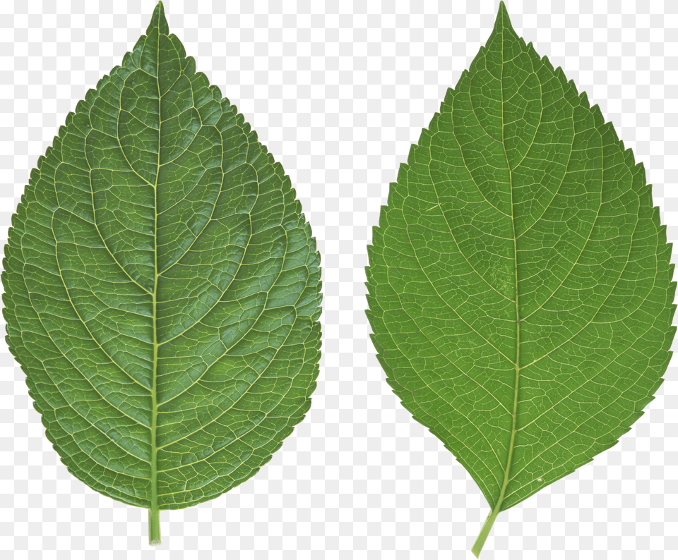 Green Leaves Png