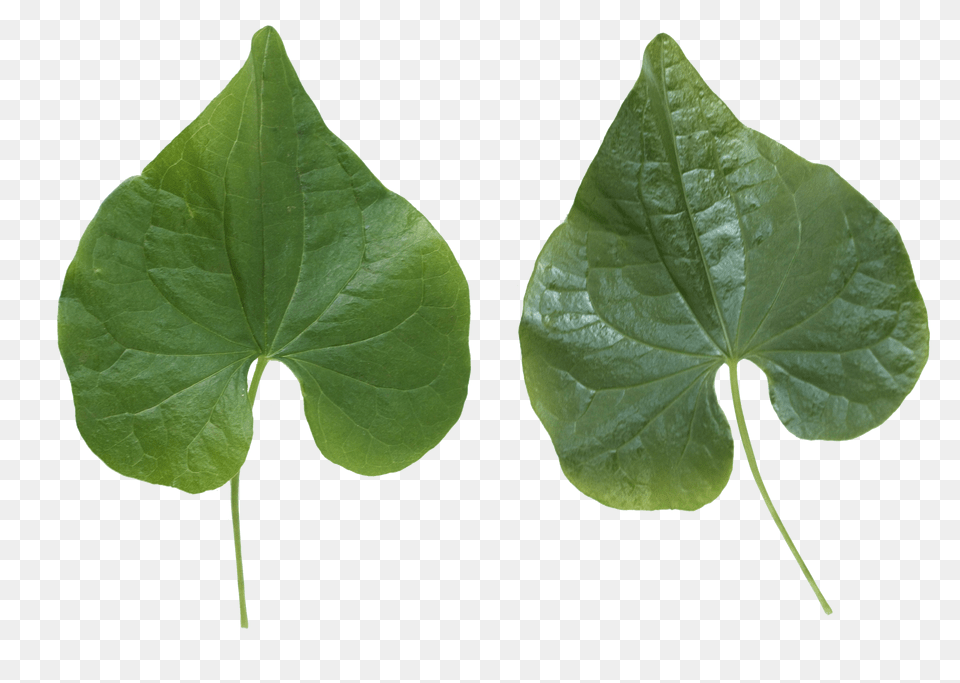 Green Leaves, Leaf, Plant, Flower, Herbal Png