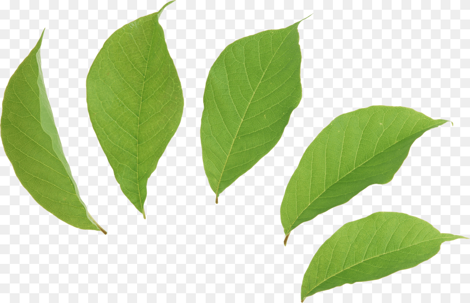 Green Leaves, Leaf, Plant, Tree Free Transparent Png