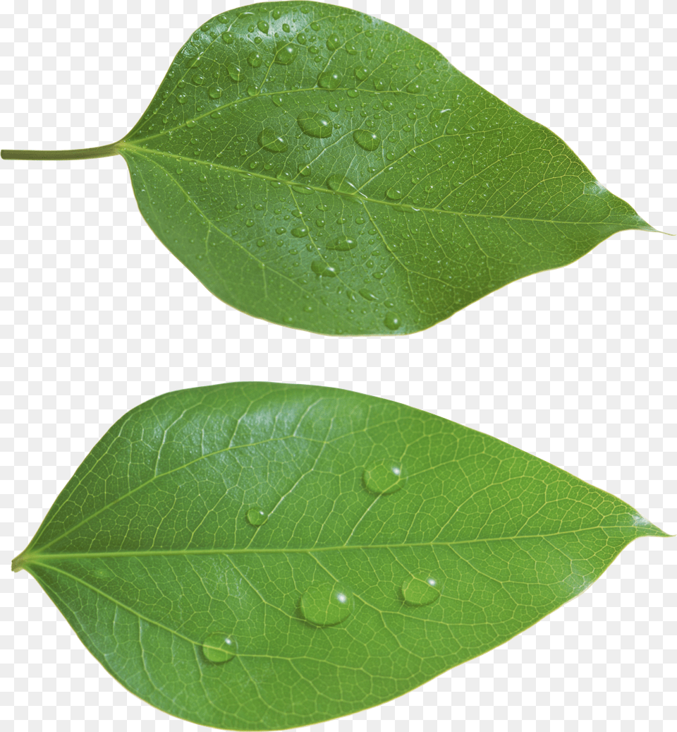 Green Leaves Free Png Download