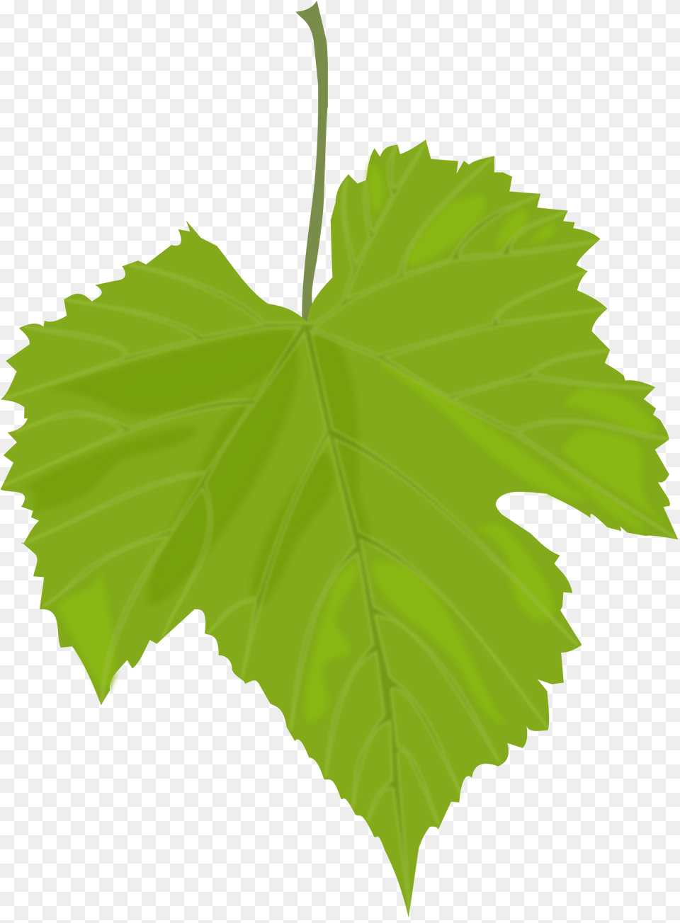 Green Leaves, Leaf, Oak, Plant, Sycamore Free Transparent Png