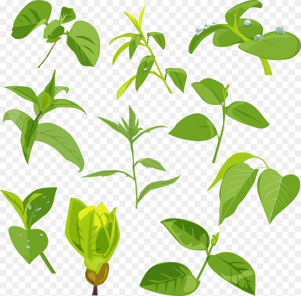 Green Leaves, Herbal, Herbs, Leaf, Plant Free Png