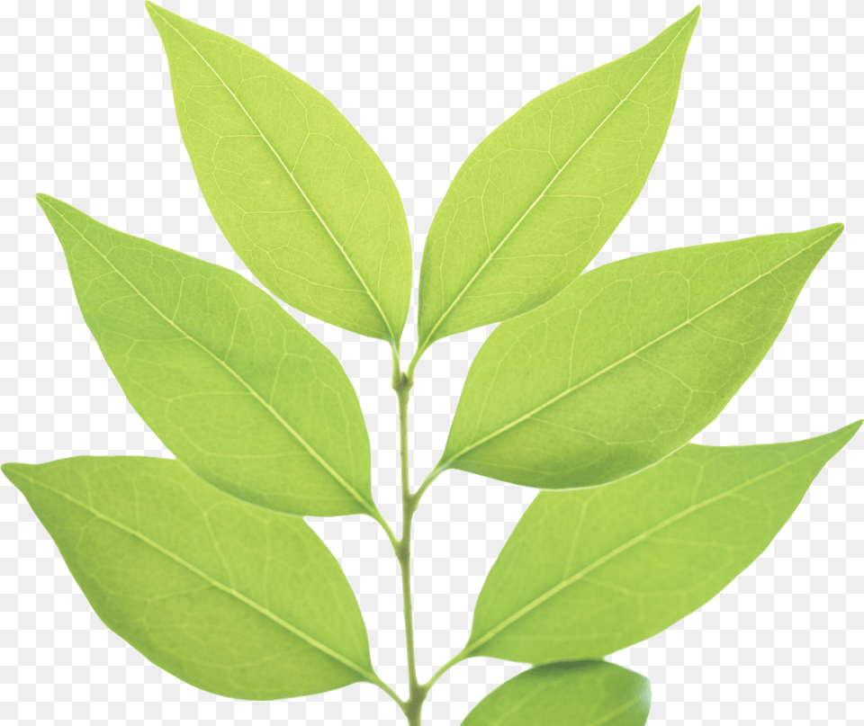 Green Leaves, Herbal, Herbs, Leaf, Plant Free Png Download