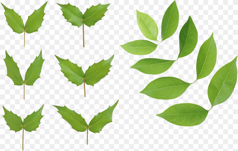 Green Leaves, Leaf, Plant, Tree Free Png