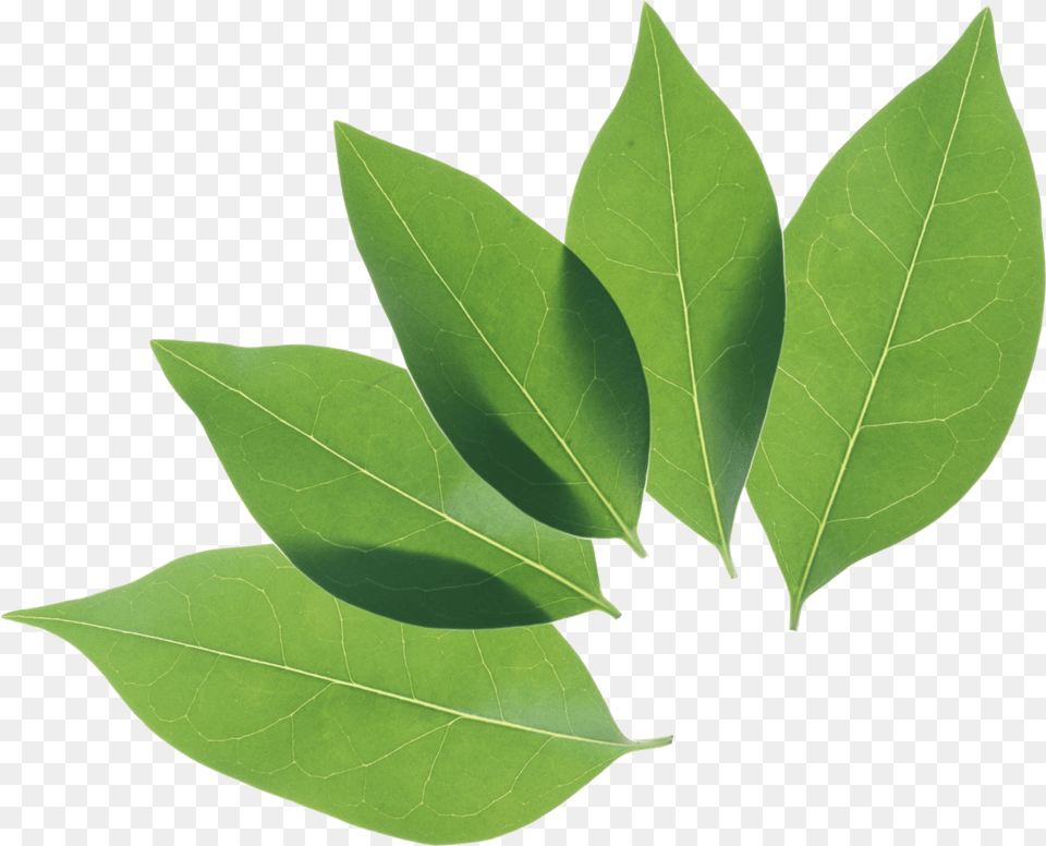 Green Leaves, Leaf, Plant, Tree Png