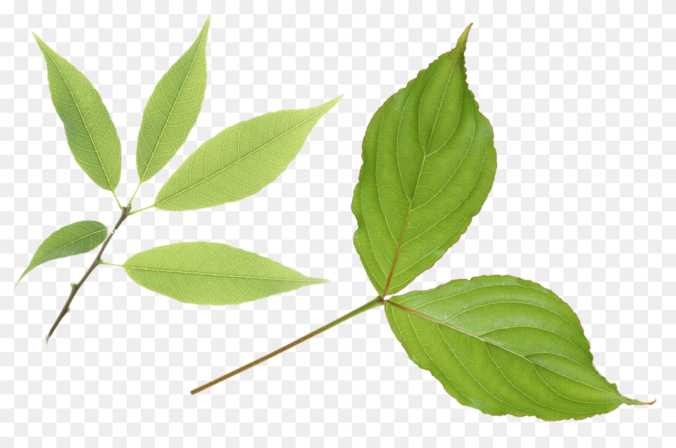 Green Leaves, Herbal, Herbs, Leaf, Plant Png