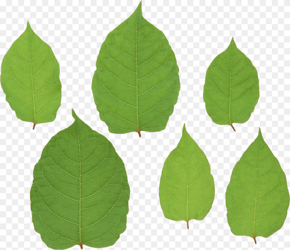 Green Leaves, Leaf, Plant, Tobacco Free Png