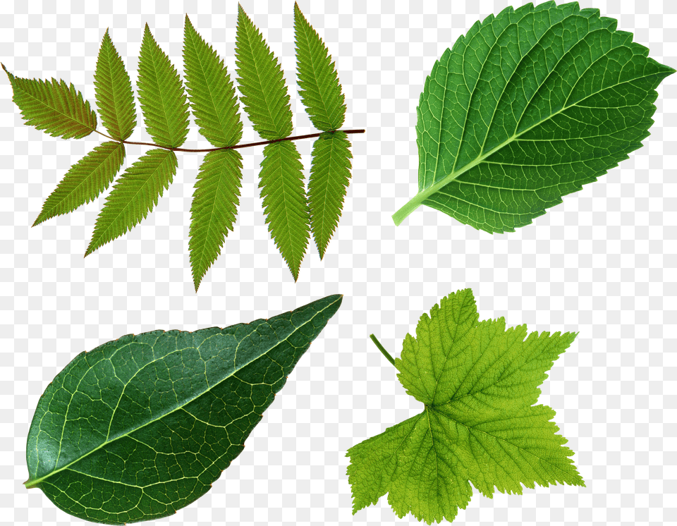 Green Leaves, Logo, Rocket, Weapon Png Image