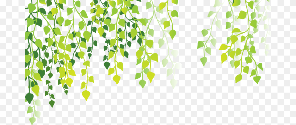 Green Leaves Background, Leaf, Plant, Vine, Tree Png