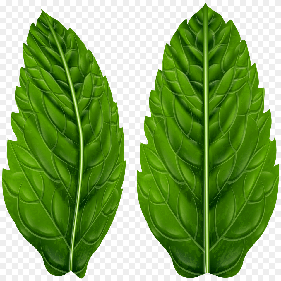 Green Leaves Clip Art Free Png