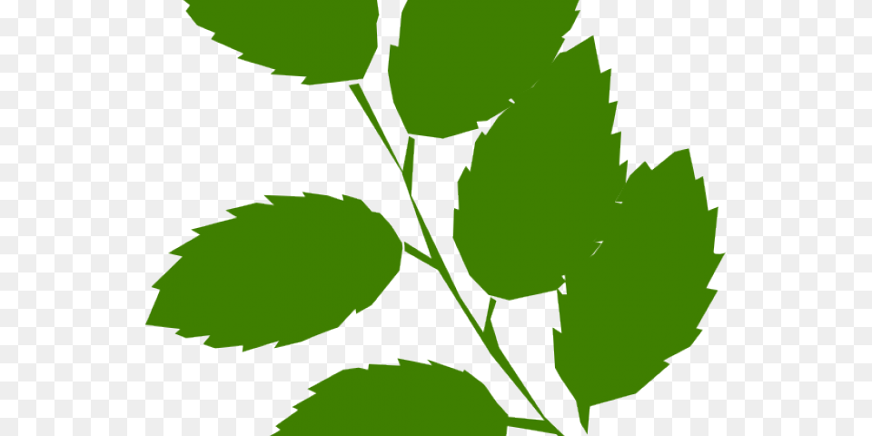 Green Leaves Clipart, Leaf, Plant, Herbs, Herbal Free Transparent Png