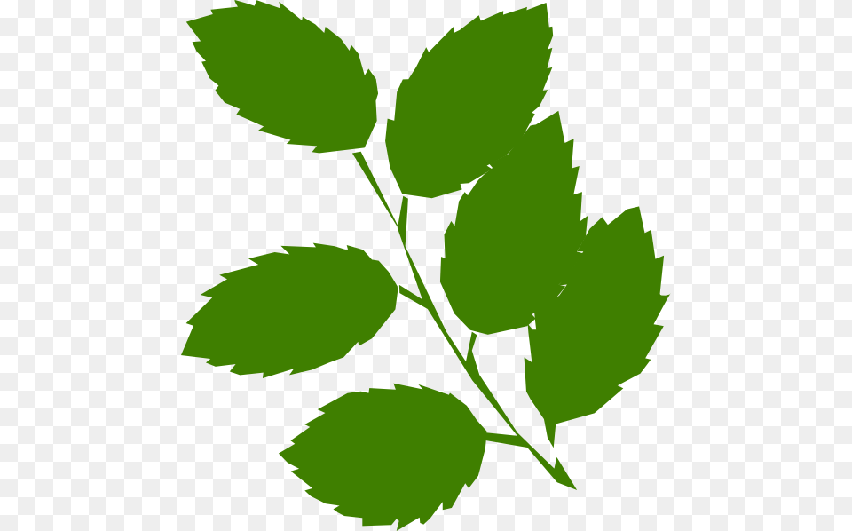Green Leaves Clipart, Herbal, Herbs, Leaf, Plant Free Png