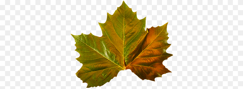 Green Leaves Clipart Autumn Leaves Green Fall Leaves Clip Art, Leaf, Oak, Plant, Sycamore Png