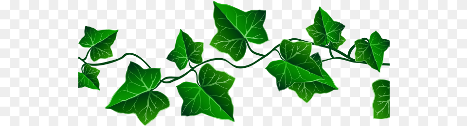 Green Leaves Clipart Real Leaf Background Ivy, Plant, Vine Png